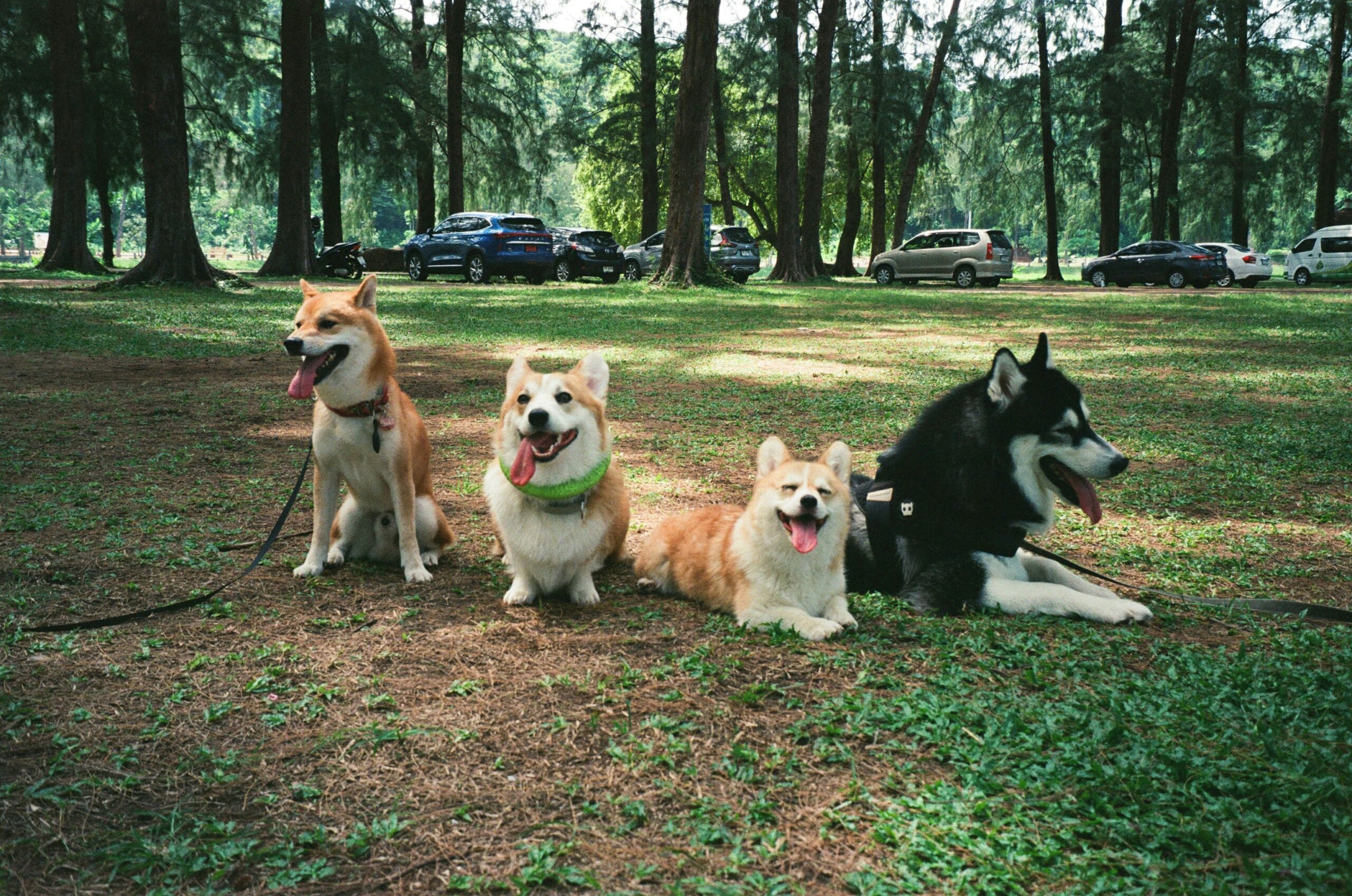 Keep your dog active when it's too hot outside