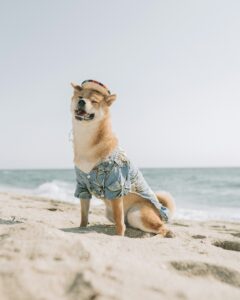 Beat the Heat: Signs of Overheating in Dogs and How to Prevent It