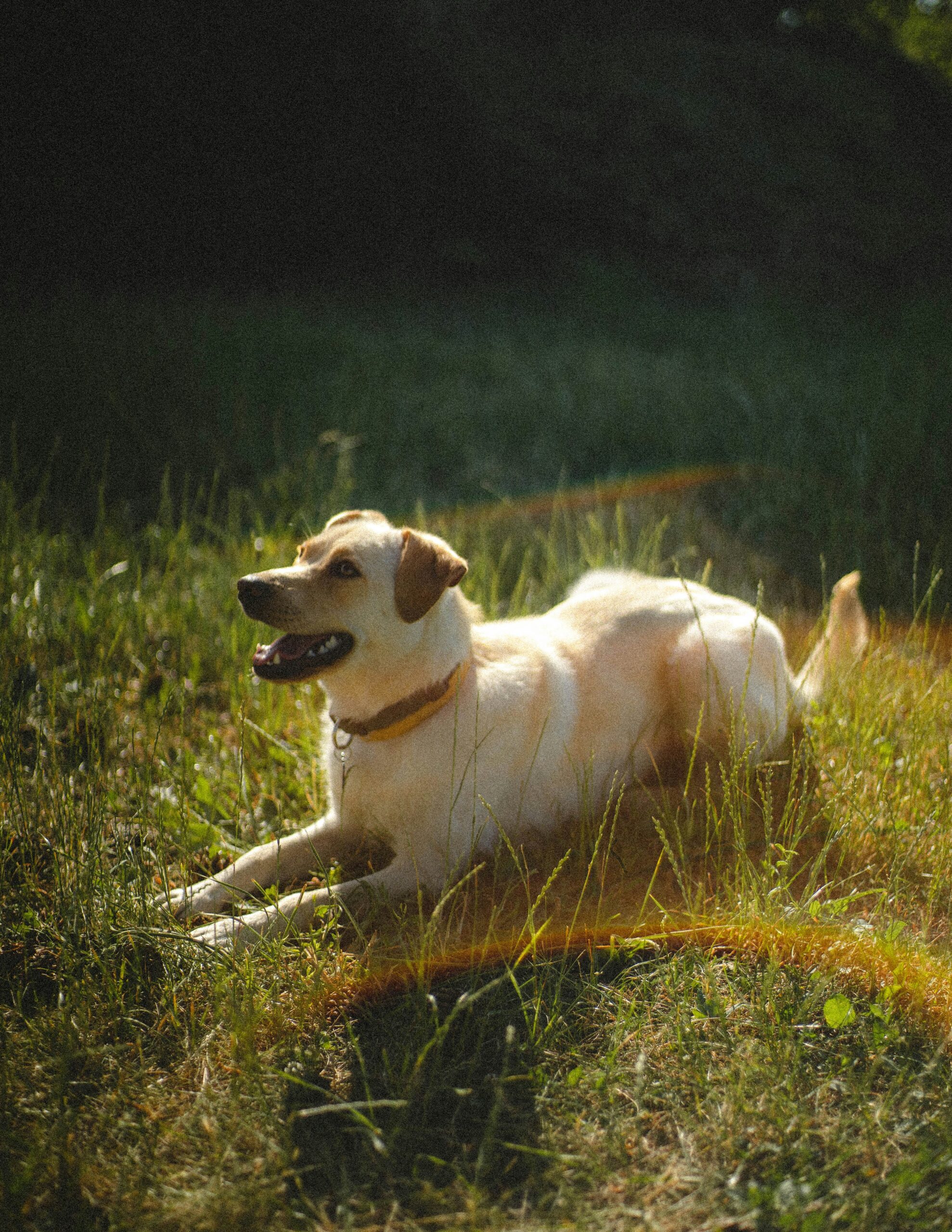 Beat the Heat: Signs of Overheating in Dogs and How to Prevent It