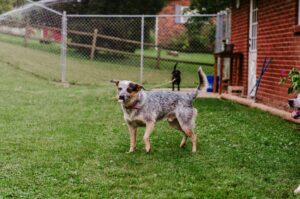 Backyard Safety for Dogs: BBQs, Kids, and Distractions