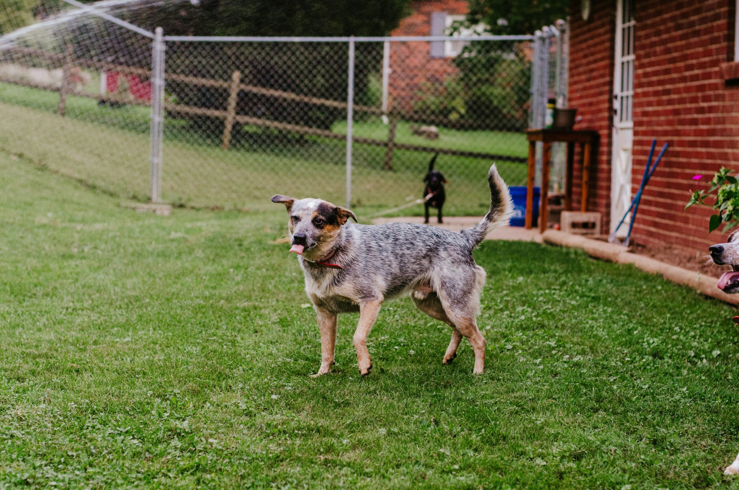 Backyard Safety for Dogs: BBQs, Kids, and Distractions