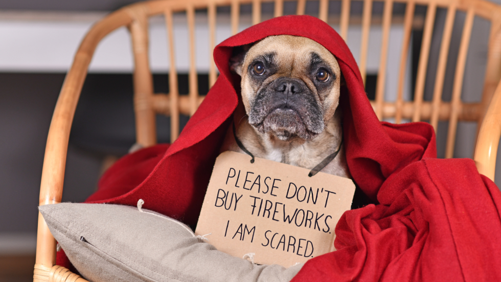 Fourth of July Fireworks Anxiety