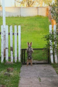 Backyard Safety for Dogs: BBQs, Kids, and Distractions
