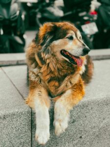 Keep your dog active when it's too hot outside