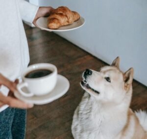 Summer food for dogs