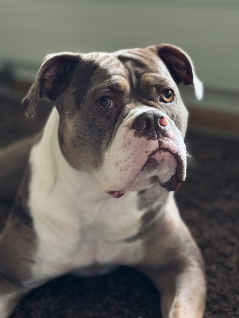 Preparing Your Dog for Back-to-School Schedule Changes