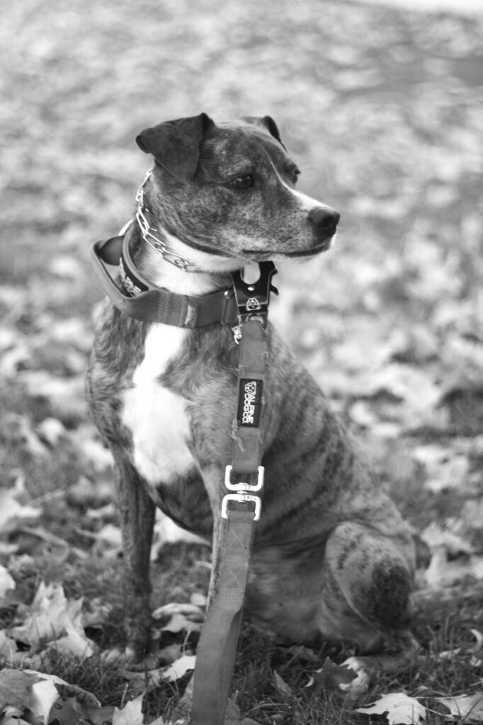 Mastering Loose Leash Walking Before Fall Adventures Begin