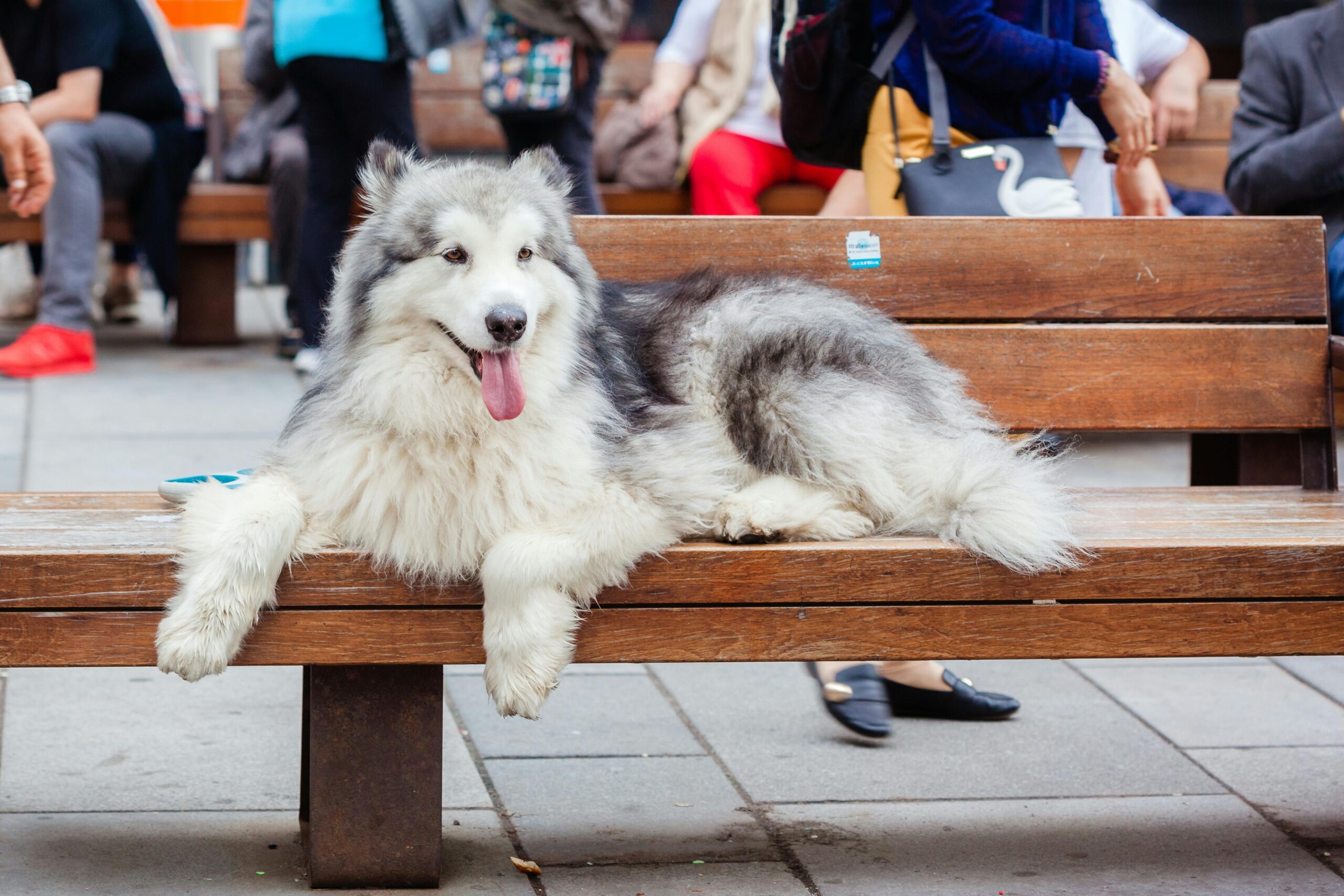 Socialization 101: Proven Confidence Boost for Dogs