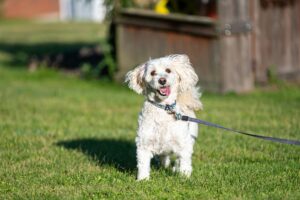 Mastering Loose Leash Walking Before Fall Adventures Begin