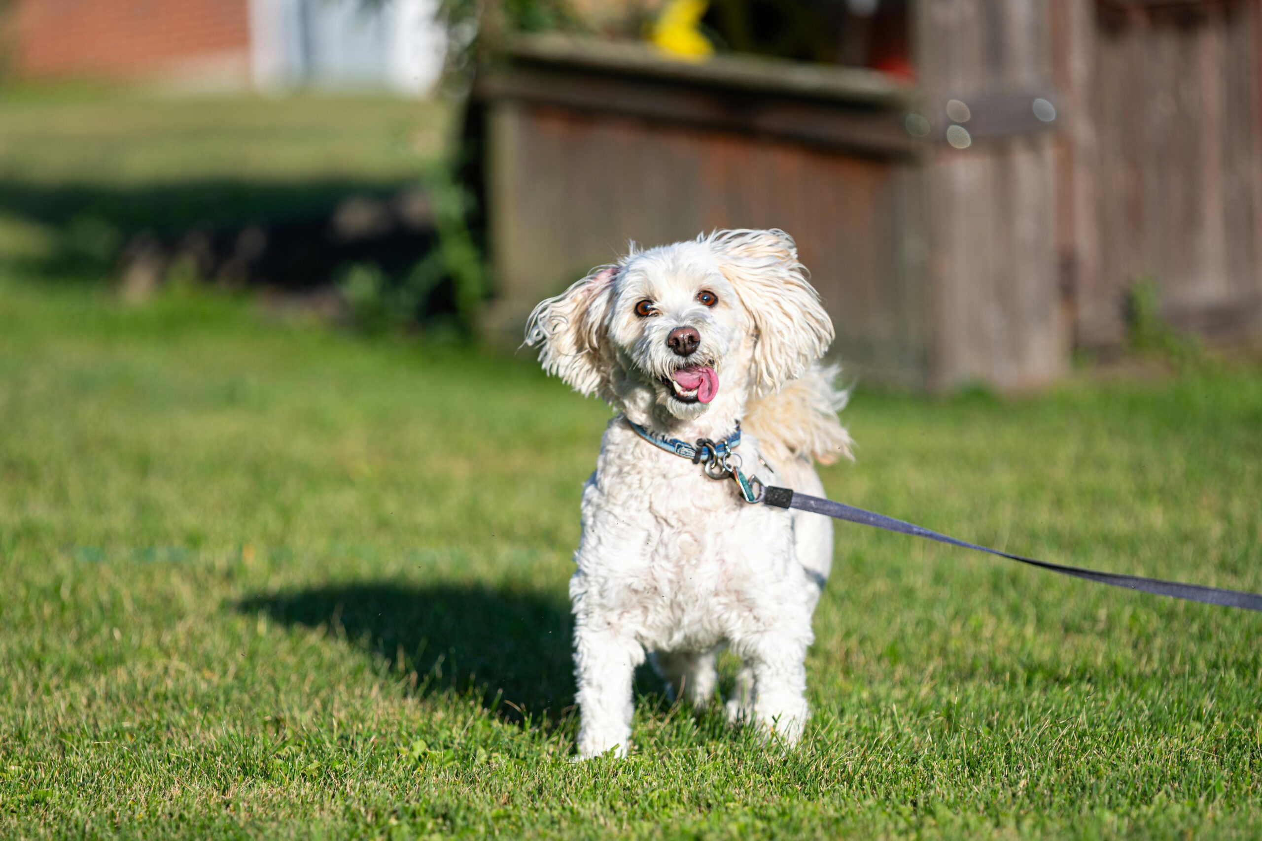 Mastering Loose Leash Walking Before Fall Adventures Begin