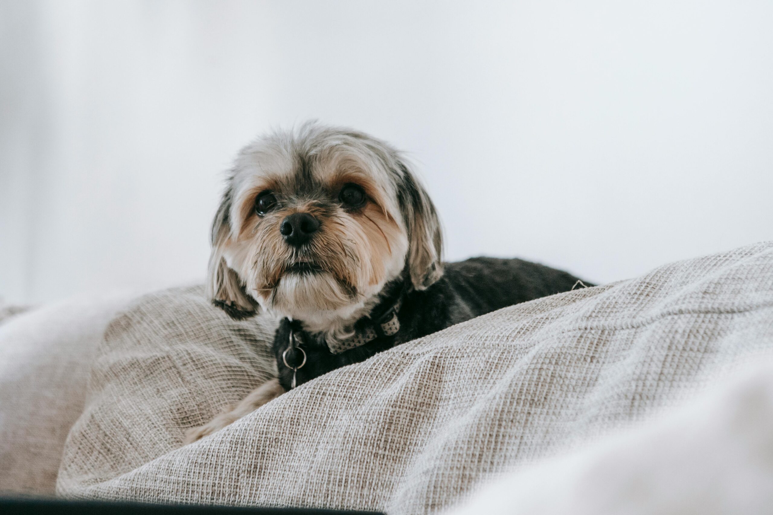Preparing Your Dog for Back-to-School Schedule Changes