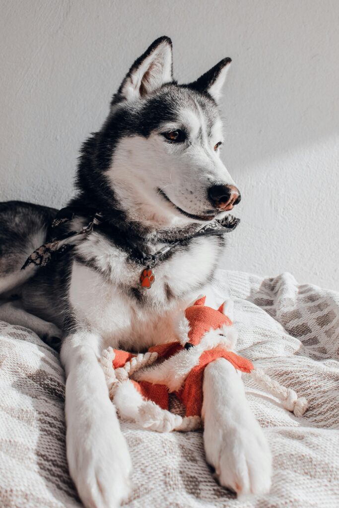Busy Dog Owners: Proven Ways to Reinforce Training