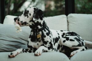 Busy Dog Owners: Proven Ways to Reinforce Training