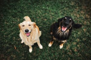 Obedience Training: A Powerful Lifelong Journey