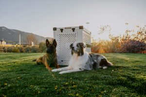 Crate Training 101: The Simple Positive Approach