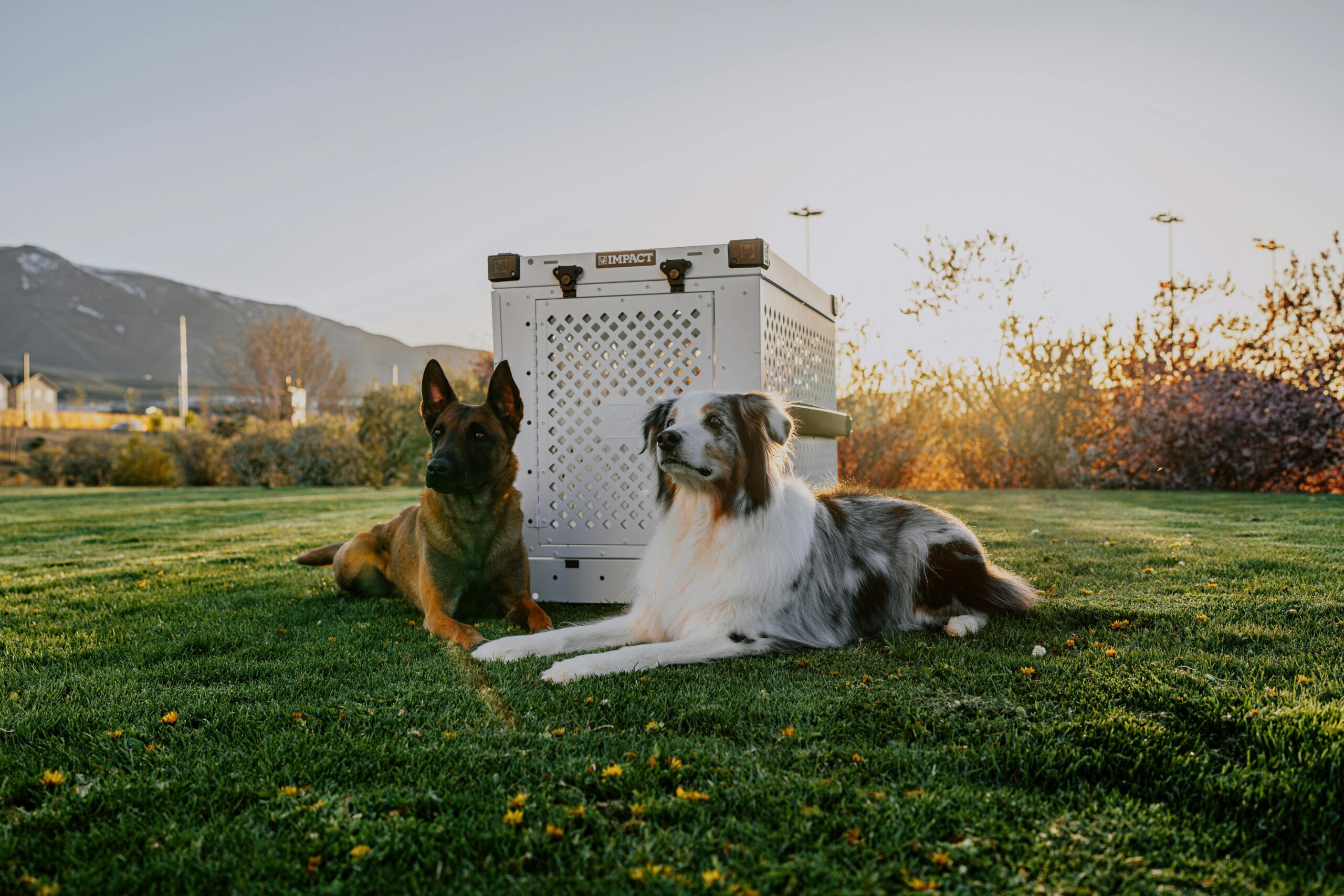 Crate Training 101: The Simple Positive Approach