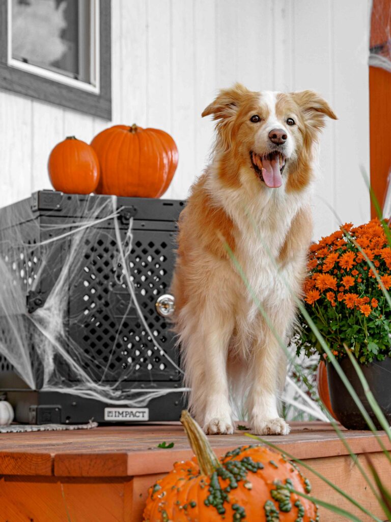 Crate Training 101: The Simple Positive Approach 