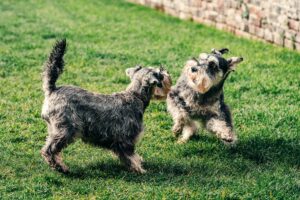 Dog Parks vs. Structured Play: What’s Better for Training?