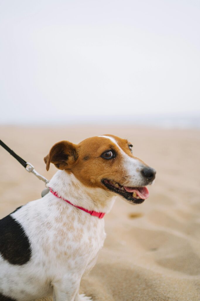 Leash Reactivity: Powerful Causes, Fixes, & Myths Explained 