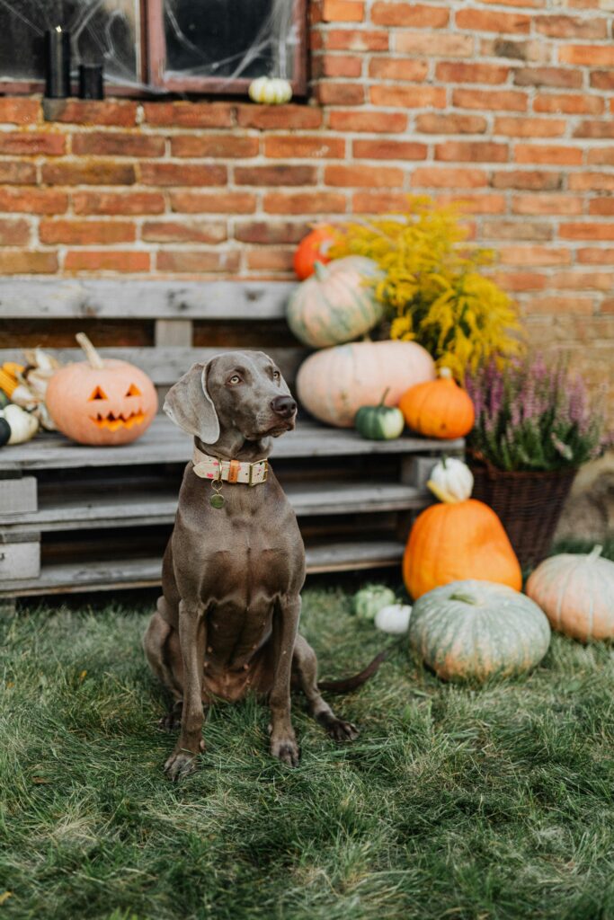 Spooky Halloween with Dogs: Fun Costumes, Candy, and Chaos