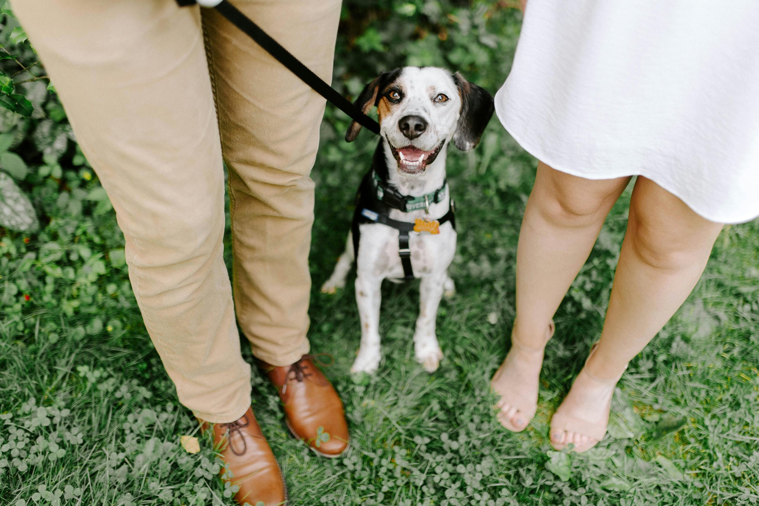 Leash Reactivity: Powerful Causes, Fixes, & Myths Explained