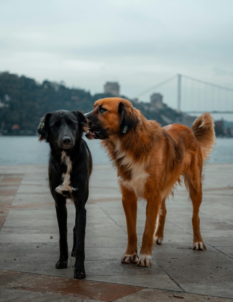 How to Introduce a New Dog and Avoid the Chaos