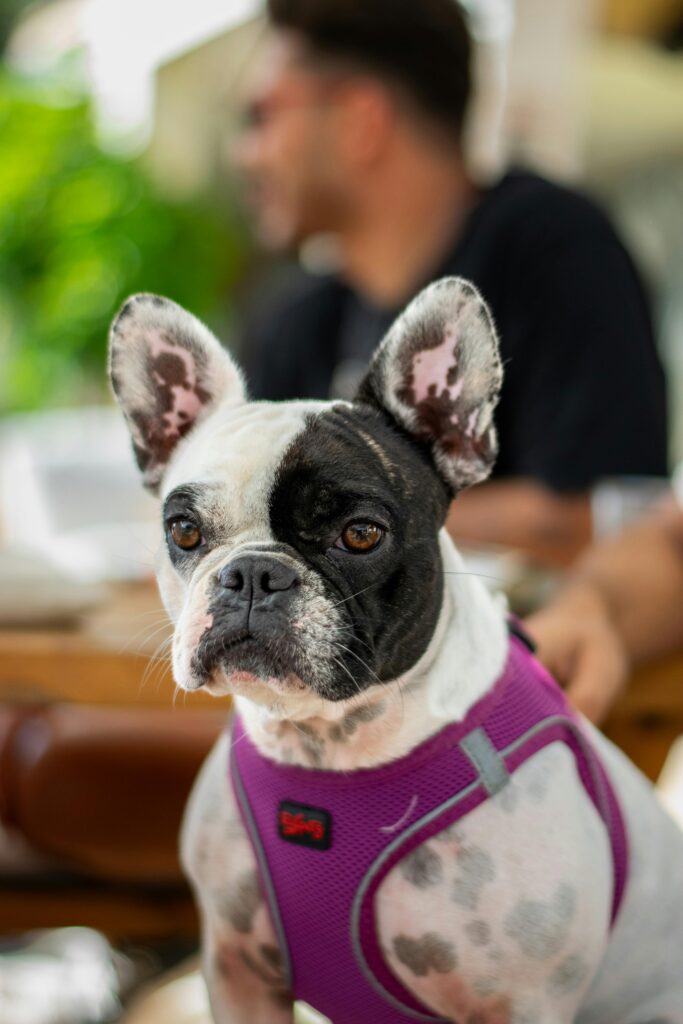 Veterans Special: The Incredible Impact of Dog Training on PTSD