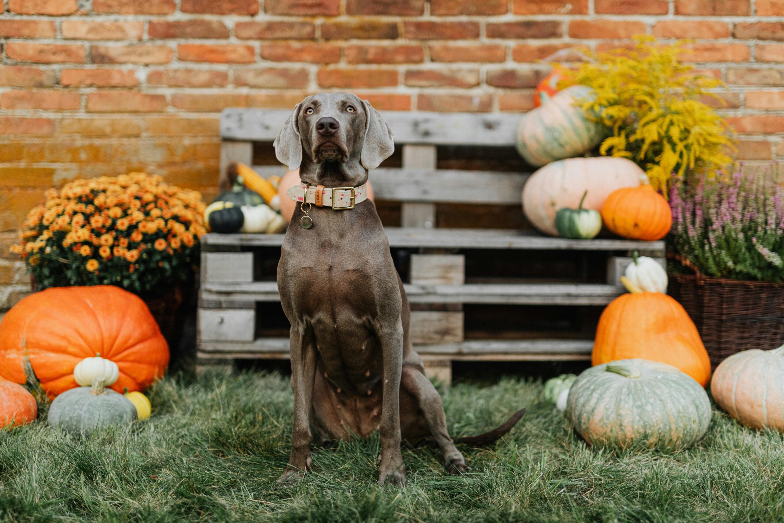 Thanksgiving Table Rules for Dogs: For a Happy Holiday