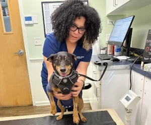 How Early Training and Routine Vet Visits Set Dogs Up for Long Term Success