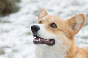 Winter Dog Training: Why Cold Months Are Perfect for Maximum Progress