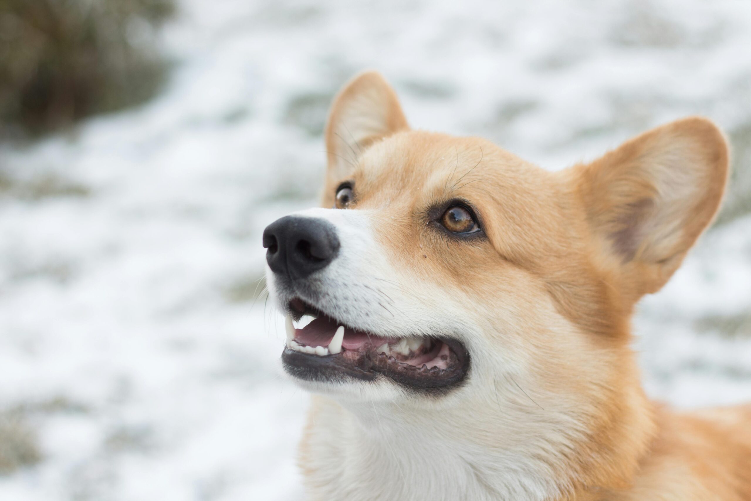 Winter Dog Training: Why Cold Months Are Perfect for Maximum Progress
