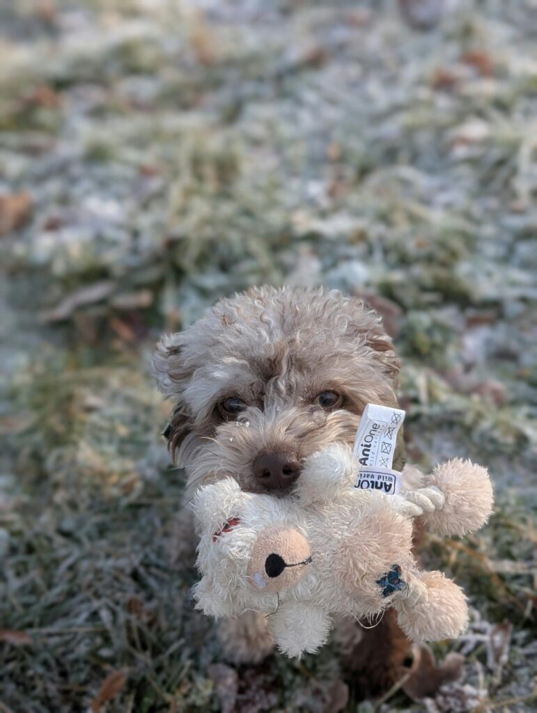 Winter Dog Training: Why Cold Months Are Perfect for Maximum Progress
