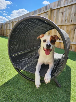 Why Obedience Training Makes Dog Kennel Stays Safer and Less Stressful