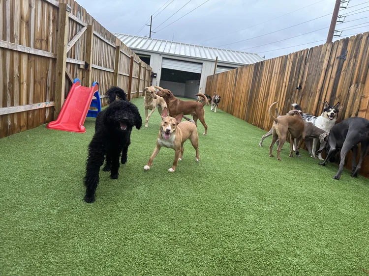 Why Obedience Training Makes Dog Kennel Stays Safer and Less Stressful