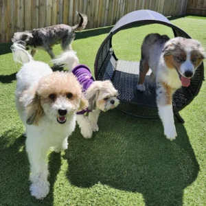 Why Obedience Training Makes Dog Kennel Stays Safer and Less Stressful