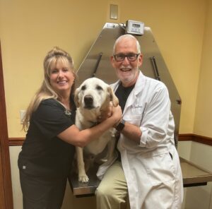 What Your Dog’s Wellness Exam Reveals About Their Training Progress