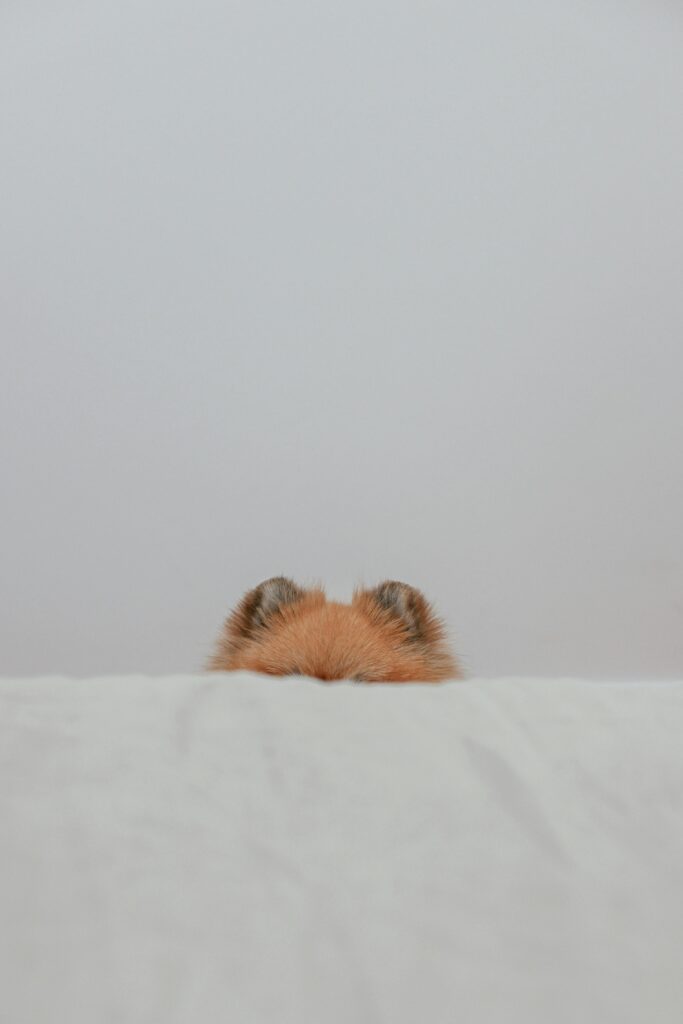 Bad Weather Anxiety: How Training Builds Calm Behavior