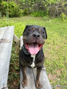  4-Year-Dog practicing calm behavior and focus after board and train in Dover, DE