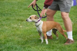 Dog training for better obedience and behavior skills