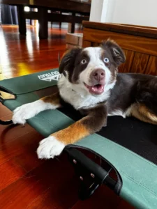 Rusty is practicing leash manners and off-leash control after dog training in Dover, Delaware.