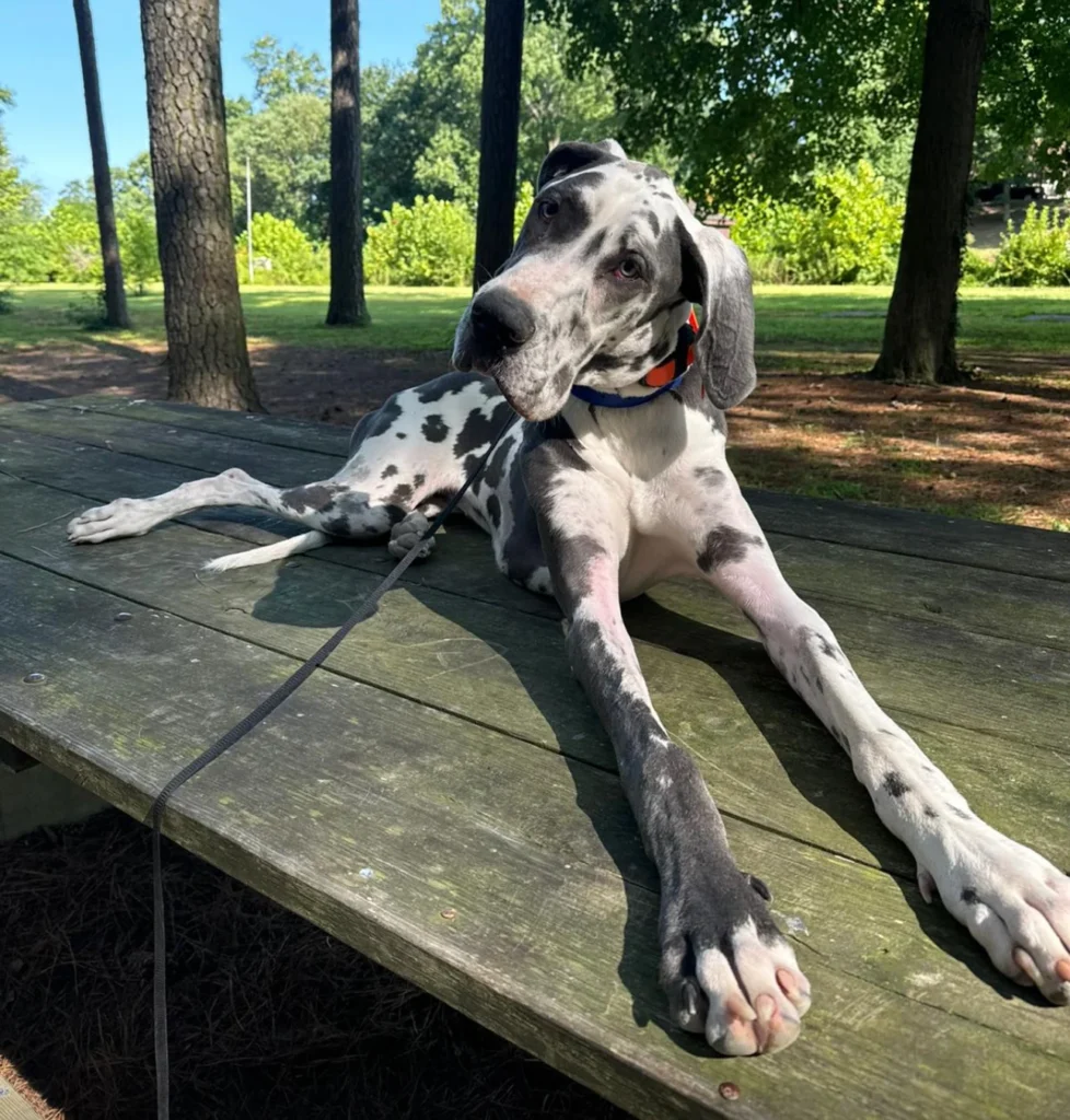 Blue practicing leash manners and obedience in Dover, DE, while building better listening skills, focus, and calmer household behavior