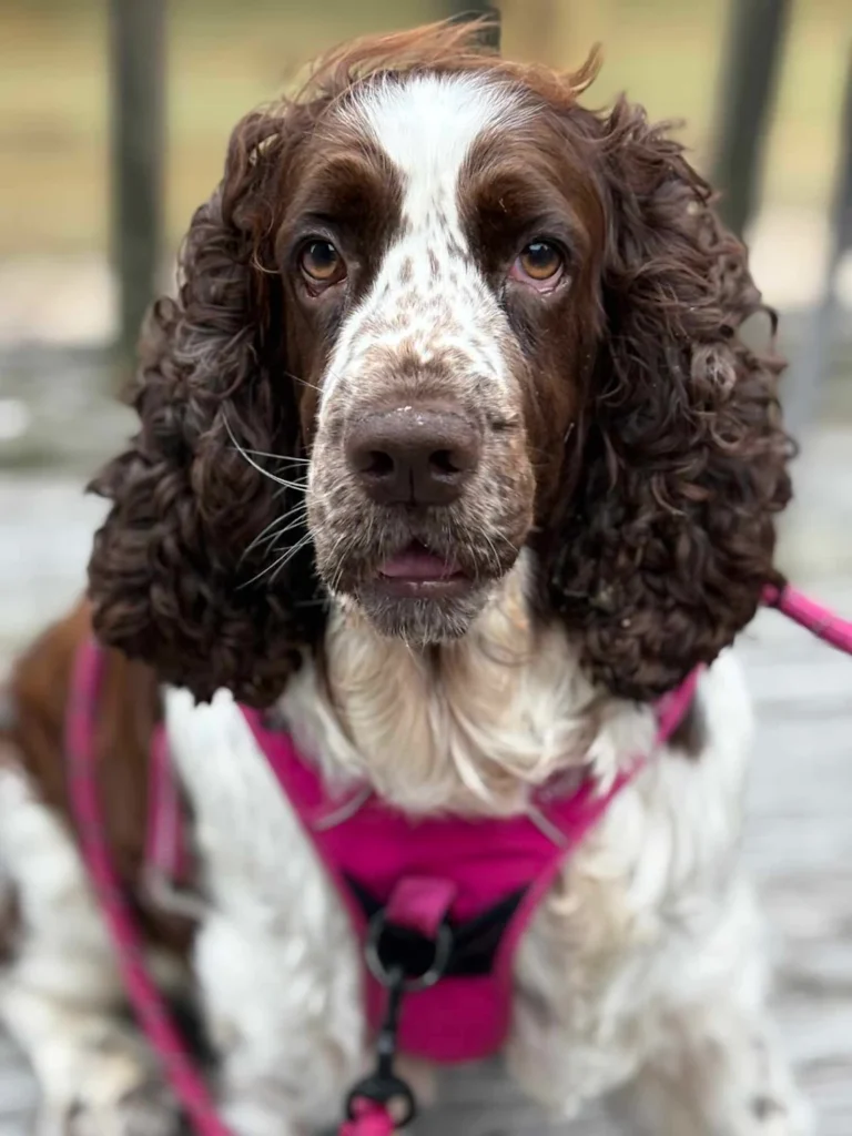 Dearie practicing calm leash manners and everyday obedience during structured dog training in Dover, DE