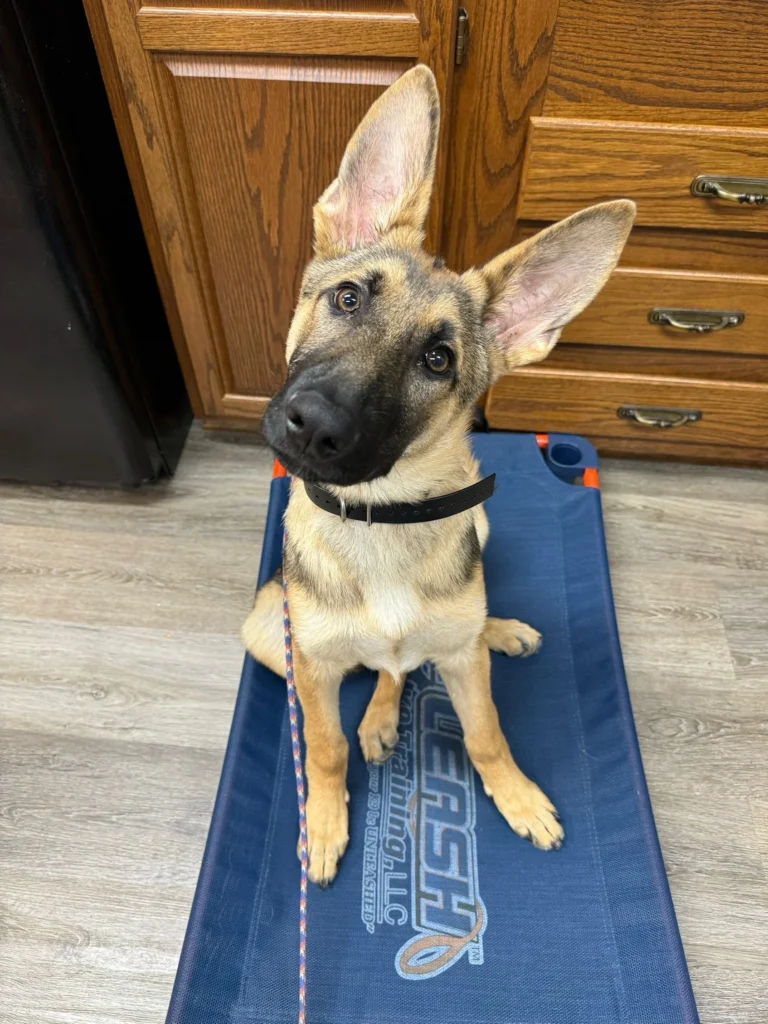 Leo practicing structured dog training in Dover, DE, while building a stronger foundation, better communication, and a closer owner bond