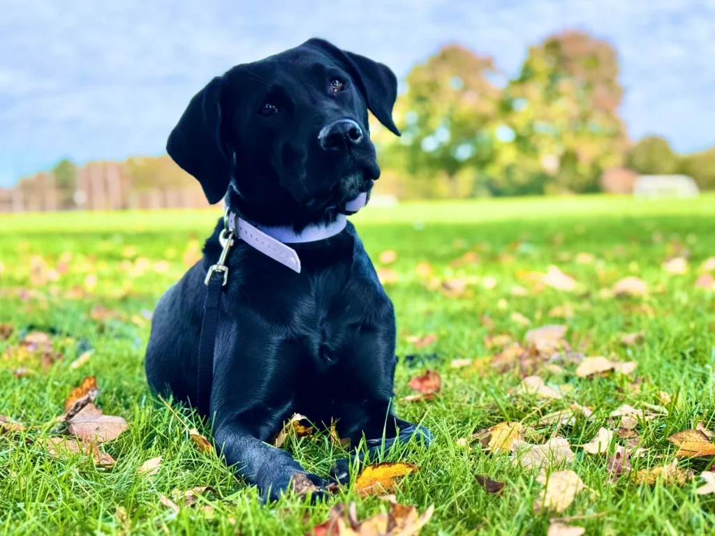 Maisy, a one-year-old Black Labrador Retriever, practicing structured obedience training in Dover, DE