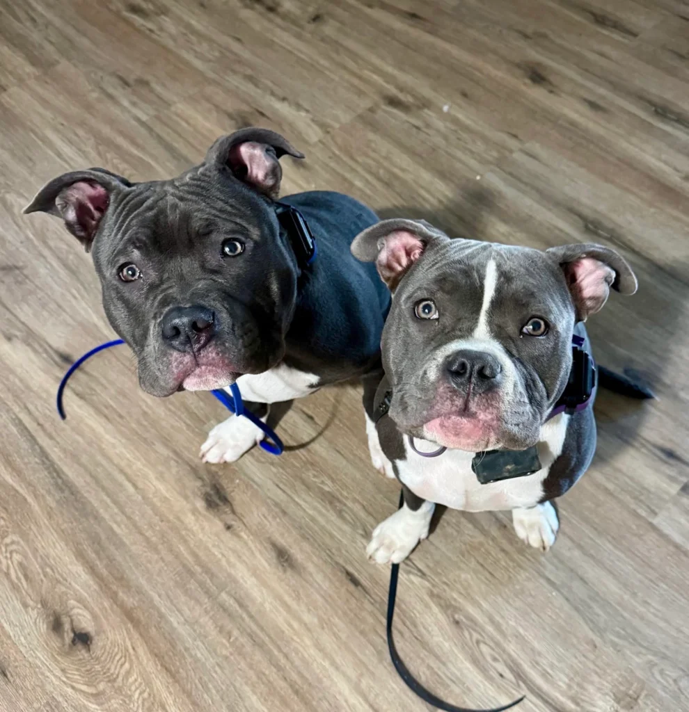 Two American Bully puppies practicing structured obedience training in Dover, DE