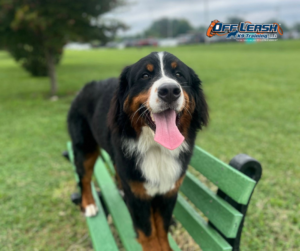 Dog training Seaford DE with Bernese Mountain Dog on a bench